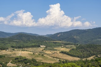 Tuscan landscape, country estate with vineyards, forests, olive trees and cypresses in Chianti,