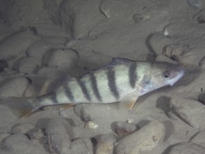 Striped fish, perch (Perca fluviatilis), perch, lying quietly on the sandy bottom, dive site