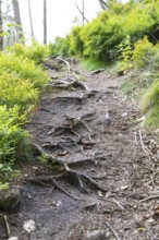 Hiking trail in the Kirnitzschklamm gorge, Sebnitz, Saxon Switzerland, Saxony, Germany, Europe