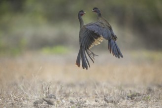 Chacochachalaca (Ortalis canicollis), aerial combat, Pantanal, Brazil, South America