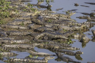 Spectacled caiman (Caiman yacare), large aggregation, lake at the Pantaneira, main road through the