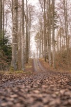 A narrow path winds its way through an autumnal forest, Gechingen, Calw district, Black Forest,