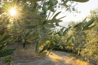 Olives growing on a tree at sunrise, Chianti Region, Tuscany, Italy, Europe