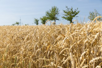 Cereal field with ripe ears of wheat (triticum), Saxony, Germany, Europe