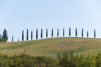 Cypress trees standing on top of a hill, Unesco world heritage site Crete Senesi, Italy, Europe