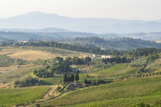 Tuscan landscape, country estate with vineyards, forests, olive trees and cypresses in Chianti,