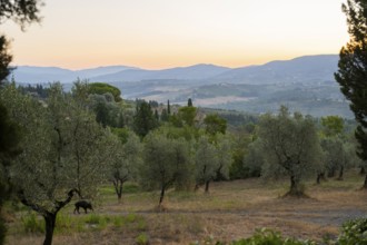 Olive trees growing in the tuscan landscape at sunset, Chianti Region, Tuscany, Italy, Europe