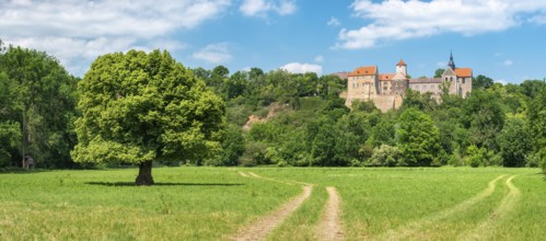 Field path through landscape in the Saale valley near Naumburg in spring, in front a solitary lime