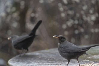 Blackbirds (Turdus merula) collecting food, Bavaria, Germany, Europe