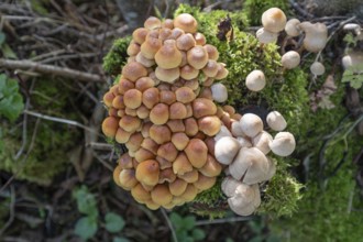 Kuehneromyces mutabilis (Kuehneromyces mutabilis) and Mycena zephirus (Mycena zephirus) on a tree