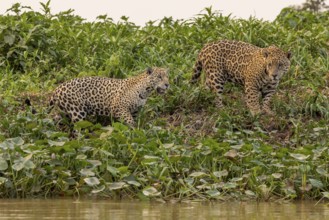 Jaguar (Panthera onca), 2 males in riparian vegetation, Pantanal, Brazil, South America