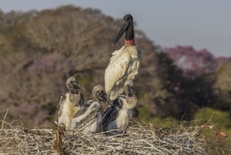 Jabiru (Jabiru mycteria), nest, adult bird with 3 young birds, Pantanal, Brazil, South America