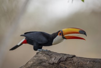 Giant toucan (Ramphastos toco), tongue visible, Pantanal, Brazil, South America