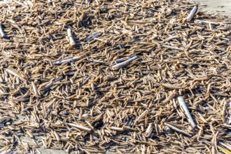 The East Frisian North Sea island of Juist in winter, many large and small American razor clams,