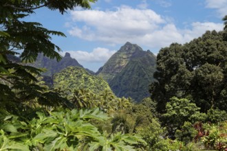 View into the Fautaua Valley, landscape, tropical, vegetation, lush, dense, mountain, mountainous,