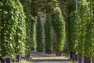 Pergola with showy bindweed (Ipomoea) in pots to the bee market Passage through medieval city