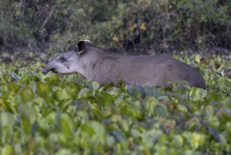 Lowland tapir (Tapirus terrestris), running between floating plants, Rio Claro, Pantanal, Brazil,