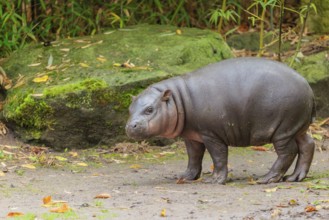 A baby pygmy hippopotamus (Choeropsis liberiensis) stands on a riverbank