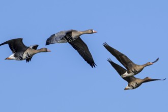 Flock of migrating greater white-fronted geese (Anser albifrons) in flight against blue sky in