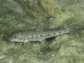 A grey fish, gudgeon (Gobio gobio), resting on a rock covered with algae, dive site Zollbrücke,