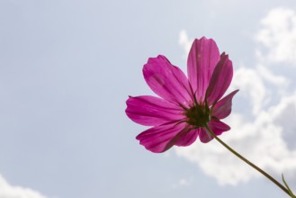 Flower of the Cosmea from below, Saxony, Germany, Europe