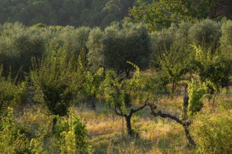 Tuscan landscape at sunrise, country estate with vineyards, forests amd olive trees in Chianti,