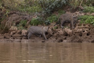 Jaguar (Panthera onca), 2 males on a steep bank, Pantanal, Brazil, South America