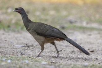 Chacochachalaca (Ortalis canicollis), Pantanal, Brazil, South America