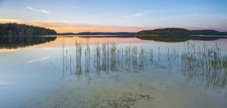 Lake Fürstensee with reeds at sunset, Müritz National Park, Fürstensee, Mecklenburg-Western