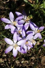 Crocuses, February, Germany, Europe