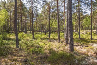 Tree trunks in a pine forest on a sunny summer day