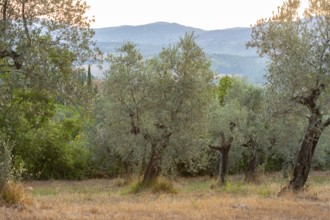 Olive trees growing in the tuscan landscape at sunset, Chianti Region, Tuscany, Italy, Europe