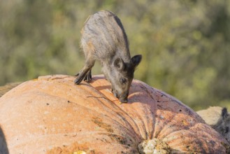 A herd of wild boar (Sus scrofa) stands in a clearing and eats a giant pumpkin