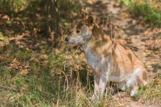 One New Guinea singing dog or New Guinea Highland dog (Canis hallstromi) (Canis dingo hallstromi,