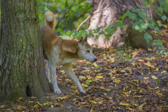 One New Guinea singing dog or New Guinea Highland dog (Canis hallstromi) (Canis dingo hallstromi,