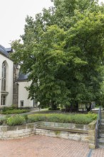 Very old summer lime tree (Tilia platyphyllos) in the churchyard of the Emmaus Church in Kaditz,