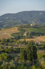 Tuscan landscape, country estate with vineyards, forests, olive trees and cypresses in Chianti,