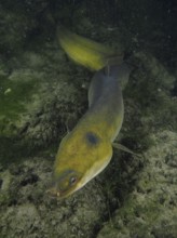 A European eel (Anguilla anguilla) gliding over a rocky surface in dark water, dive site