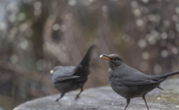 Blackbirds (Turdus merula) collecting food, Bavaria, Germany, Europe