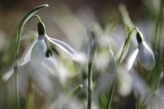 Snowdrops (Galanthus), February, Germany, Europe