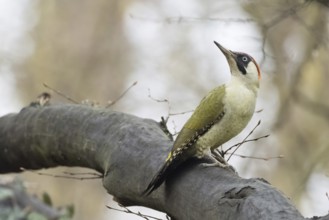 A green woodpecker (Picus viridis) sits on a tree trunk in the forest and looks upwards, Hesse,