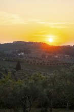 Tuscan landscape at sunset, country estate with olive trees in Chianti, Chianti Region, Tuscany,