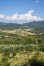 Tuscan landscape, country estate with vineyards, forests, olive trees and cypresses in Chianti,