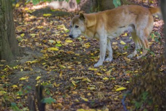 One New Guinea singing dog or New Guinea Highland dog (Canis hallstromi) (Canis dingo hallstromi,