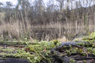 Pond newt (Lissotriton vulgaris) in the biotope, Emsland, Lower Saxony, Germany, Europe