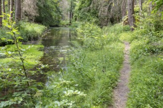 Hiking trail along the Kirnitzsch river in the Kirnitzschtal valley, Sebnitz, Saxon Switzerland,