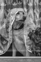 Dog looking out of the window under a curtain, Bavaria, Germany, Europe