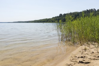 On the shore of the Scheibe-See, open-cast mining pit, which is now open for swimming, Hoyerswerda,