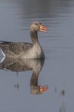 Greylag goose (Anser anser) swimming on a pond in a nature reserve. Lower Rhine, Alsace, France,