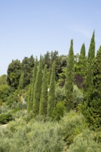 Tuscan landscape, country estate with vineyards, forests, olive trees and cypresses in Chianti,